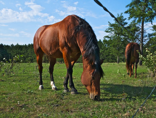 Brown bay horses at the horse farm near fence in summer on sunny day