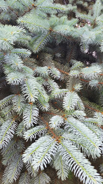 Fototapeta The branches of a tree. Paws of spruce .