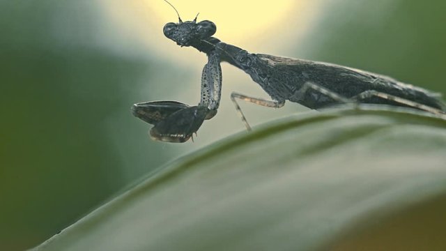 praying mantis insect closeup macro photo of the wild nature of the insect head