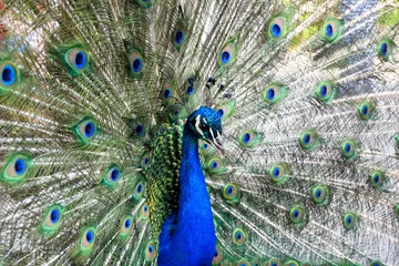 Fotobehang Peacock © Noel O'Shaughnessy