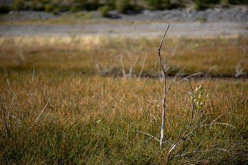 Obraz premium Ast in der Tundra