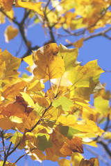 Fall Colors of Tulip Tree Leaves against Blue Sky