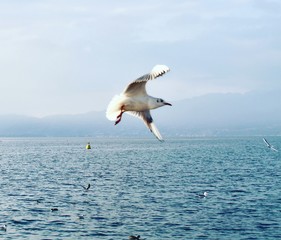 Gabbiano 