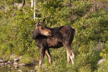 North American Moose in Baxter State Park Maine, USA