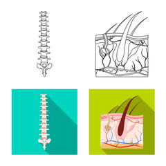 Isolated object of body and human icon. Set of body and medical vector icon for stock.