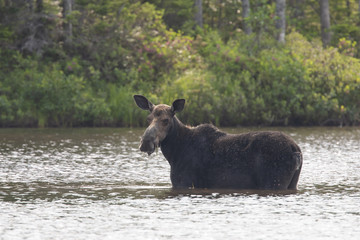 North American Moose in Baxter State Park Maine, USA
