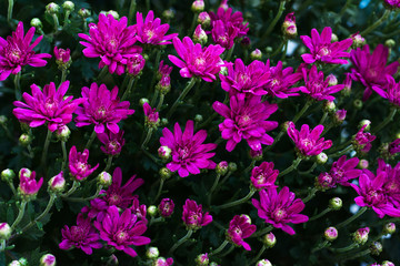 Small bright pink beautiful flowers