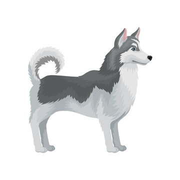Adult Siberian husky standing in rack, side view. Dog with gray fur. Flat vector for advertising banner or poster of pet store