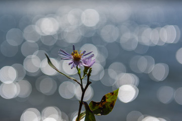 Blume vor See