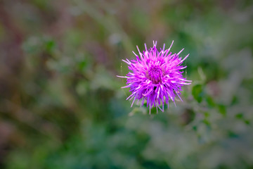 Close up of beautiful purple pink thistle flower