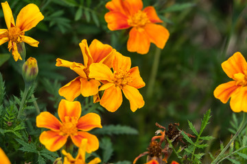French Marigold Flowers in Bloom