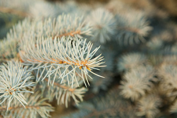 Naklejka na ściany i meble Green spruce branches as a textured background. Branch of blue spruce