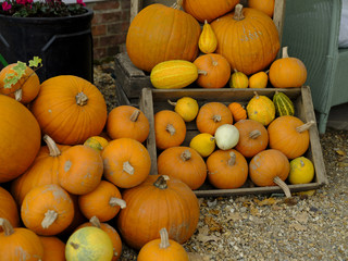 Autumn - harvest festival - Halloween - Thanks Giving: a colourful arrangement of pumpkin, marrow, gourdes and others.
