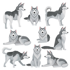 Flat vector set of Siberian husky in different poses. Adorable domestic dog with gray coat and blue shiny eyes. Home pet © Happypictures