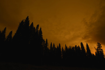 Dark silhouettes of high pines and spruces from below upwards on background of cloudy sky in faded sepia tones with copy space. Coniferous trees close up. Eerie atmospheric monochrome landscape.