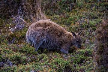 Kangourou de Tasmanie