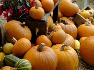 Autumn - harvest festival - Halloween - Thanks Giving: a colourful arrangement of pumpkin, marrow, gourdes and others.