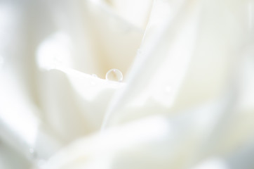 Fototapeta na wymiar Macro Shot of water drop on white Rose,