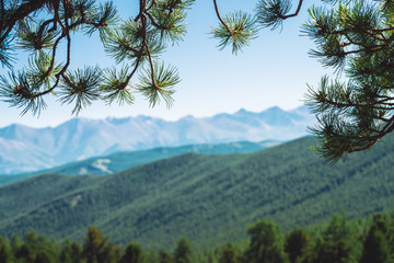 Blurred view of giant mountains and glaciers through conifer branches. Snowy ridge under blue clear sky in bokeh. Snow summit in highlands. Amazing atmospheric minimalist mountain landscape.