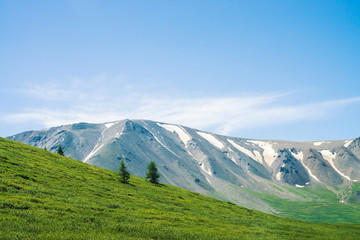Fototapeta premium Giant mountains with snow above green valley in sunny day. Meadow with rich vegetation and trees of highlands in sunlight. Amazing mountain landscape of majestic nature.