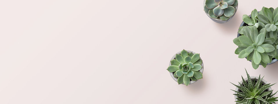 succulents banner or header with different plants on a soft blush / pink background, flat lay / top view, copyspace for your text