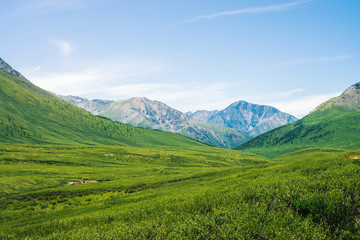 Naklejka premium Giant mountains with snow above green valley with meadow and forest in sunny day. Rich vegetation of highlands in sunlight. Amazing mountain landscape of majestic nature.