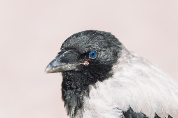 Head of young crow on gray background. Portrait of raven close up. Urban bird.