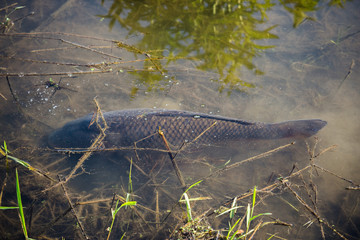Carp Fish Swimming in Lake Redman in Loganville, Pennsylvania