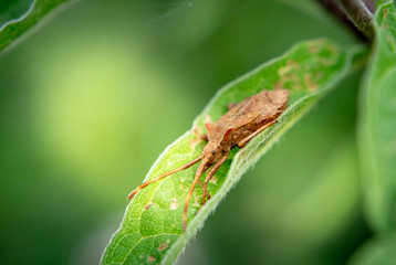 rown Shield Bug on Leaf