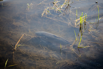 Carp Fish Swimming in Lake Redman in Loganville, Pennsylvania