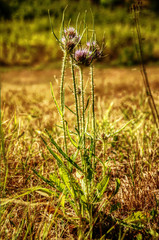 Dipsacus sp.: Teasels in Tuscan meadow