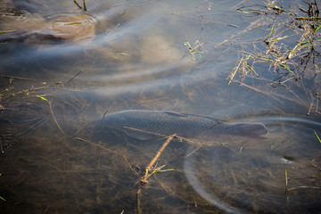 Carp Fish Swimming in Lake Redman in Loganville, Pennsylvania