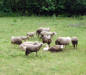 Obraz premium A herd of sheep resting on a lawn near a dense forest on a warm spring day.