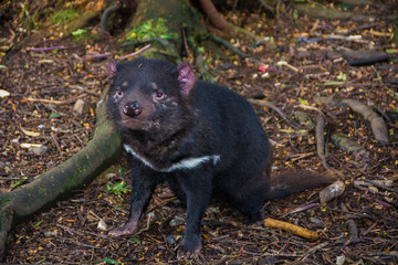 Diable de Tasmanie