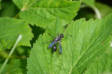 Grass Carrying Wasp on Leaf