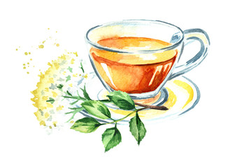Elder flower tea. Watercolor hand drawn illustration, isolated on white background