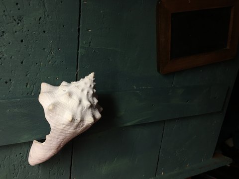 Seashell white conch isolated on dark green rustic wood background with room for copy