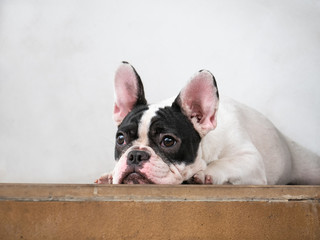 French bulldog black and white mask face sitting on floor.