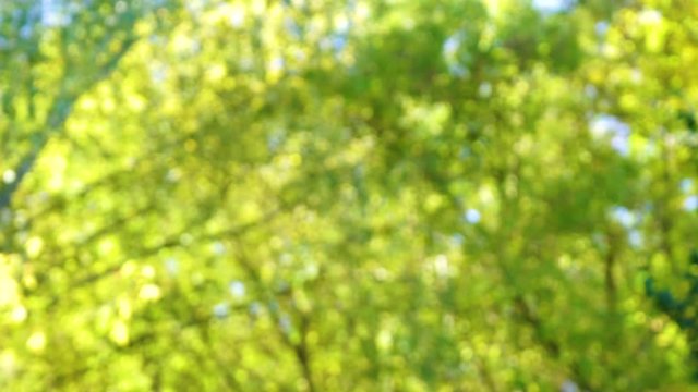 Beautiful natural green bokeh background. Blurry fresh leaves of trees shoot on sunny warm morning outdoors in wood. Real time 4k video footage.