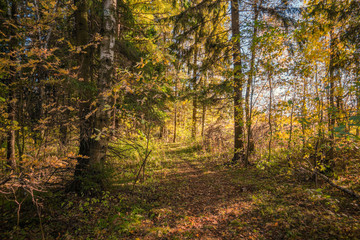 autumn in the forest