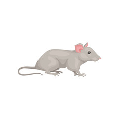 Small domestic mouse, side view. Cute gray rodent pointed snout, pink ears and long tail. Home pet. Flat vector design