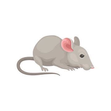 Flat vector icon of small cute mouse, side view. Rodent with gray coat, big pink ears and long tail