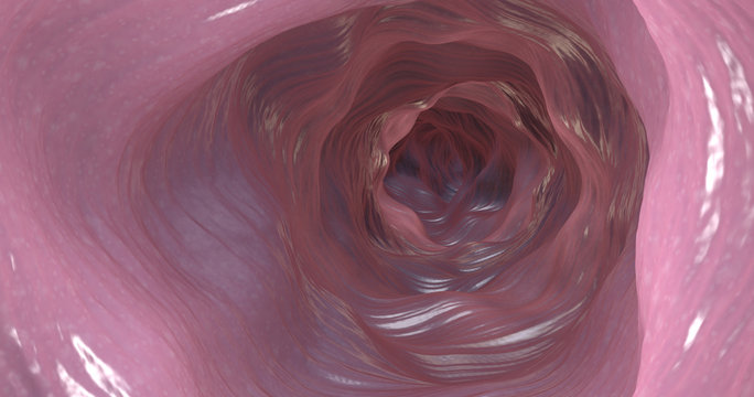 3d Illustration Of The Inner Side Of The Colon Or Intestinal Tract