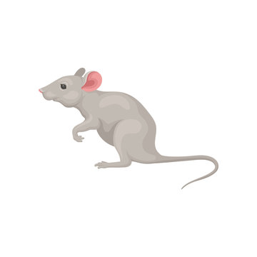 Small gray mouse standing on hind legs, side view. Domestic mice. Cute rodent with pink ears and long tail. Flat vector icon
