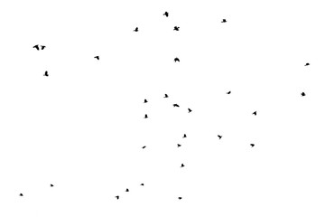 Obraz premium Flying bird silhouettes isolated on white background