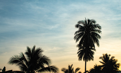Fototapeta na wymiar The morning sun and coconut trees.
