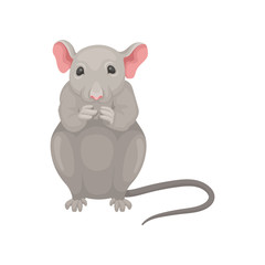 Gray mouse sitting isolated on white background. front view. Small rodent with big pink ears and long tail. Flat vector icon