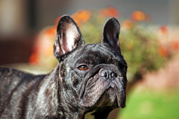 French Bulldog autumn garden 