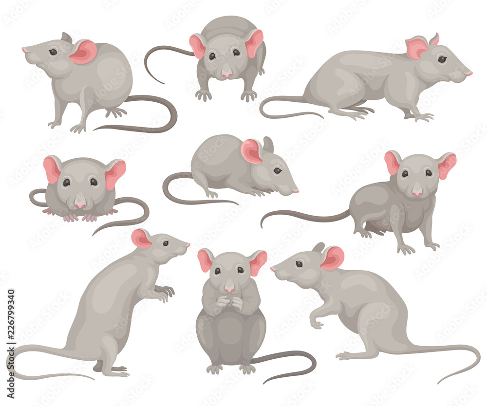 Wall mural flat vector set of mouse in different poses. small rodent with gray coat, big pink ears and long tai