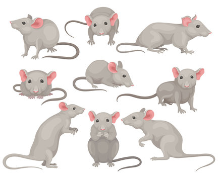 Flat vector set of mouse in different poses. Small rodent with gray coat, big pink ears and long tail. Cute domestic mice